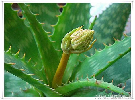 蘆薈開花代表什麼意思|【蘆薈開花代表什麼意思】蘆薈開花了！快來看看它代表什麼意思。